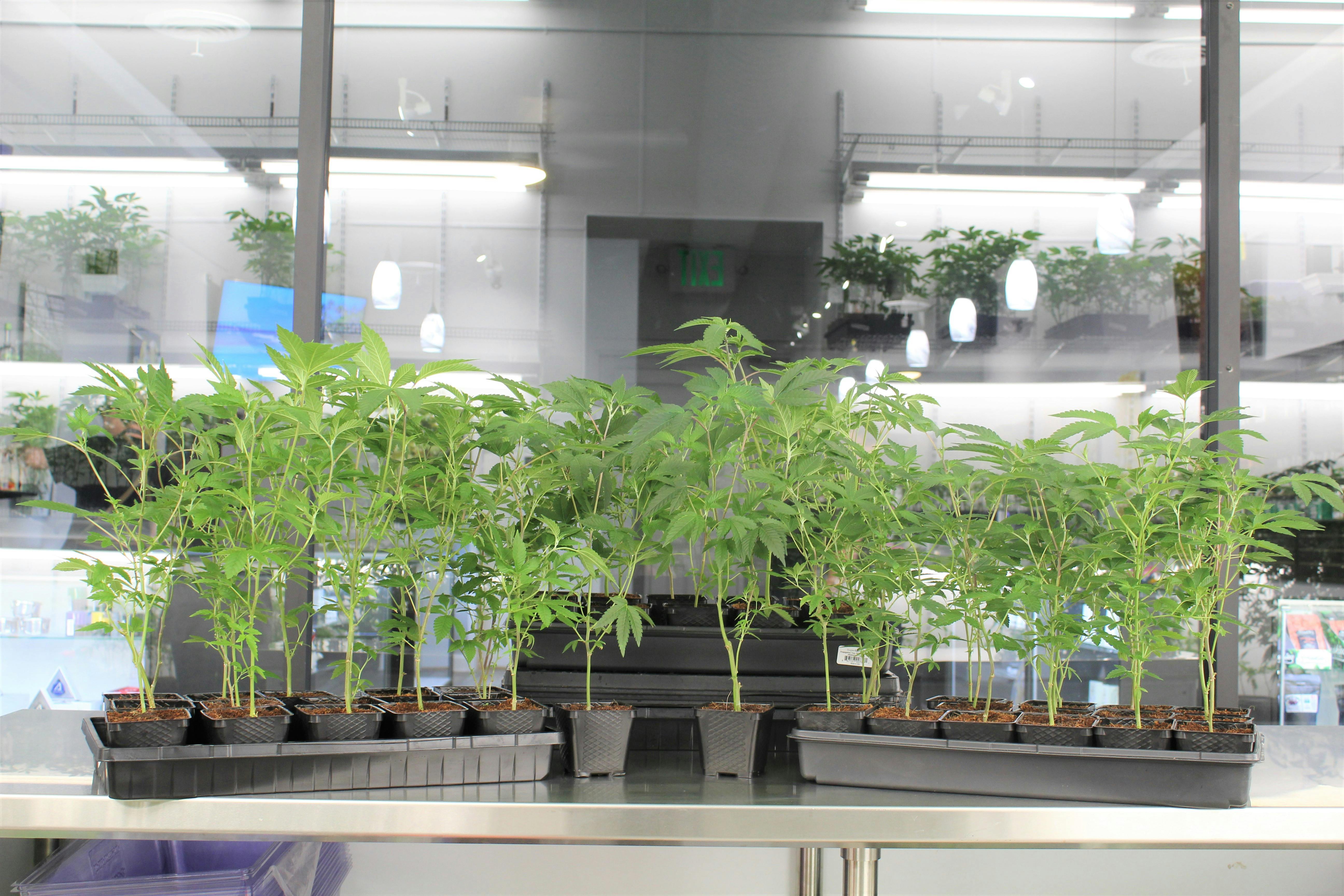 Underground Dispensary Miami Miami, OK Dispensary Leafly